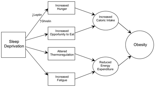 Mechanisms of the effect of sleep deprivation on weight gain